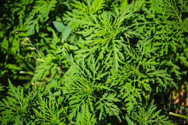 Ragweed bitkiler (Ambrosia artemisiifolia) neden mevsimlik Anti