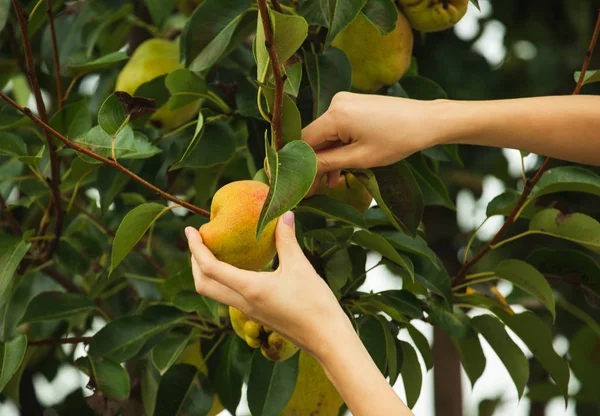 Armut. Kadın el bahçede bir ağaç bir armut toplama. Bir bahçe bir armut ürün ile. Taze meyve. Organik gıda. Hasat kavramı