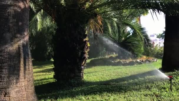 Irrigatie Apparatuur Sprinkler Druppels Water Spuiten Het Groene Gras Prachtige — Stockvideo