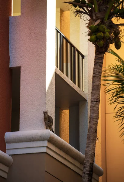 Gato Gracioso Sentado Balcón Casa Contra Una Palmera Coco Miami — Foto de Stock