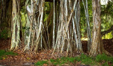 Stuart, Florida, Martin County Banyan Tree