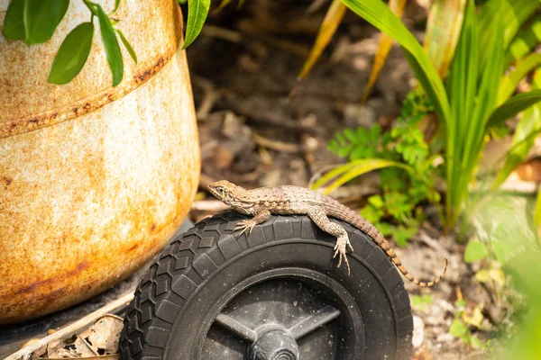 바퀴에 정원에서 도마뱀 — 스톡 사진