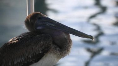 Pelikan Harbor, Miami, ABD yanıp söner. Video kapatın