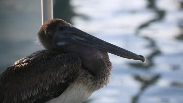 Pelikan Miga Harbor Miami Stany Zjednoczone Ameryki Wideo Bliska — Wideo stockowe