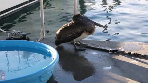 Pelican Blinks Harbor Miami Eua Fechar Vídeo — Vídeo de Stock