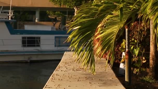 Palmboom Buurt Van Haven Zicht Boot Palmtak Achtergrond Van Natuur — Stockvideo