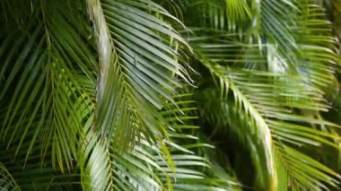 Fern yeşil yaprakları Rüzgar yeşil ağaç arka plan ile gelen sway. Doğal yeşil arka plan kopya uzay görüntüleri ile. HD