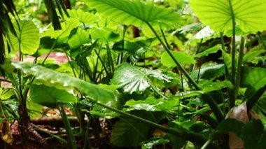 Dev Taro (Alocasia macrorrhizos) yağmur ormanları içinde yaprakları. Fil kulağı yaprakları (büyük kalp şeklinde yapraklar ile bitkiler.) Rahatlatıcı meditasyon görüntüleri.