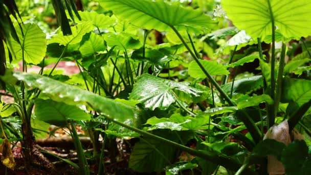 Giant Taro Alocasia Macrorrhizos Pozostawia Lesie Deszczowym Słoń Ucho Liści — Wideo stockowe