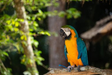 Mavi ve altın Macaw orman arka plan karşı. Safari parkında güzel bir kuş. Florida, ABD