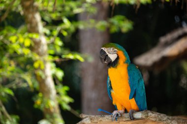Mavi ve altın Macaw orman arka plan karşı. Safari parkında güzel bir kuş. Florida, ABD