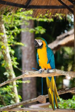 Mavi ve altın Macaw orman arka plan karşı. Safari parkında güzel bir kuş. Florida, ABD