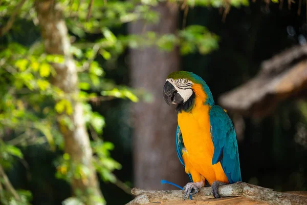 Mavi Altın Macaw Orman Arka Plan Karşı Safari Parkında Güzel — Stok fotoğraf