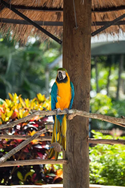 Kék Arany Ara Dzsungel Ellen Gyönyörű Bird Safari Parkban Florida — Stock Fotó