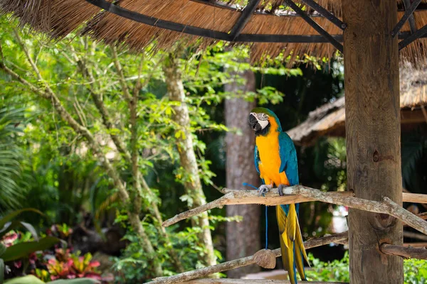 Guacamayo Azul Dorado Sobre Fondo Selvático Hermoso Pájaro Safari Park — Foto de Stock