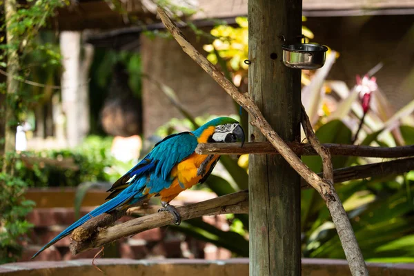 Mavi Altın Macaw Bir Jungle Arka Planda Yemek Için Gidiyor — Stok fotoğraf