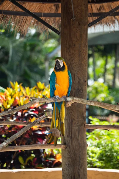 Kék Arany Ara Dzsungel Ellen Gyönyörű Bird Safari Parkban Florida — Stock Fotó