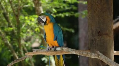 Mavi ve altın Macaw bir Jungle arka planda yemek için gidiyor. Safari parkında güzel bir kuş. Florida, Amerika Birleşik Devletleri