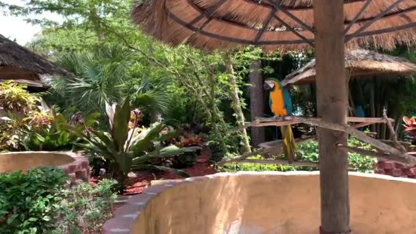 Blått Och Guld Macaw Sitter Brunch Djungel Bakgrund Vacker Fågel — Stockvideo