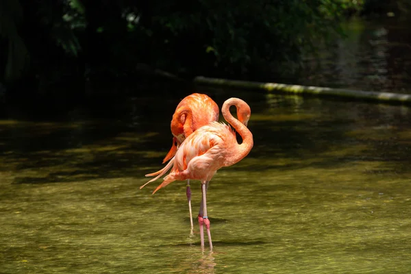 美丽的火烈鸟站在狮子乡村野生动物园的水池 佛罗里达州 公园里的粉红色火烈鸟 — 图库照片