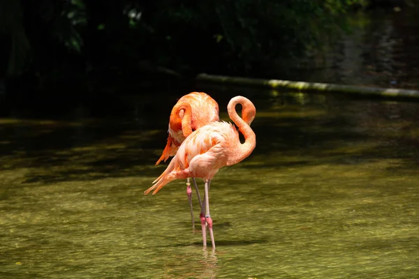 Güzel Flamingolar Lion Country Safari Florida Gölet Ayakta Parkta Pembe — Stok fotoğraf