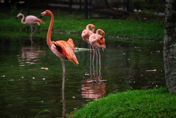 Beautiful Flamingos Standing Water Pond Lion Country Safari Florida Pink — Stock Photo, Image