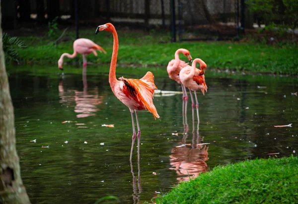 美丽的火烈鸟站在狮子乡村野生动物园的水池 佛罗里达州 公园里的粉红色火烈鸟 — 图库照片