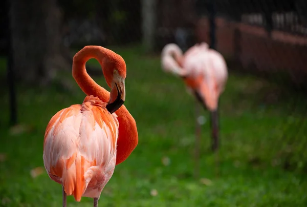 Porträt Eines Flamingos Schöner Flamingo Auf Natürlichem Hintergrund — Stockfoto