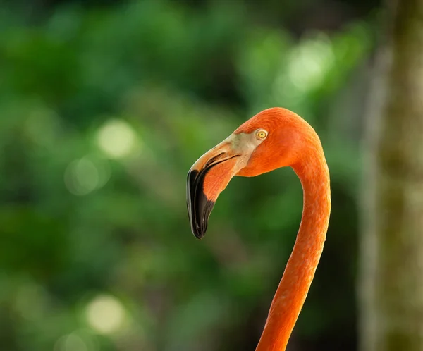 Közelről Portré Arca Flamingo Gyönyörű Flamingó — Stock Fotó