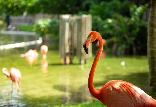 Portré Flamingo Gyönyörű Flamingó Természetes Háttér — Stock Fotó