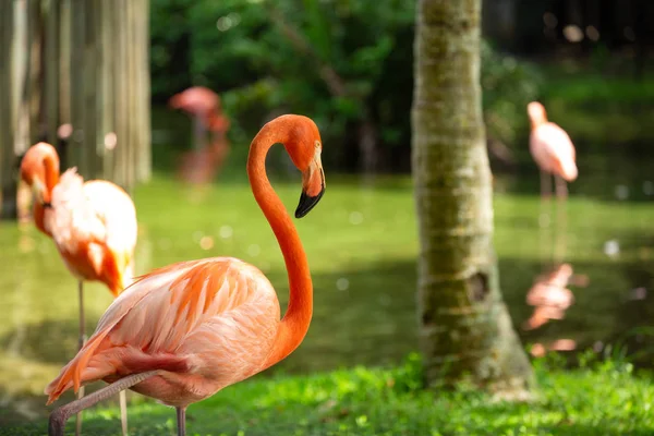 Porträt Eines Flamingos Schöner Flamingo Auf Natürlichem Hintergrund — Stockfoto