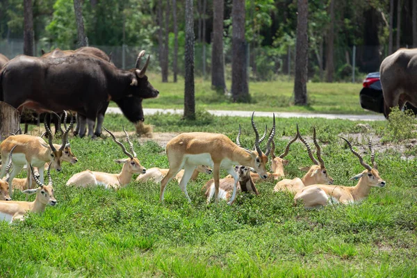 A Park gazellák csoportja — Stock Fotó