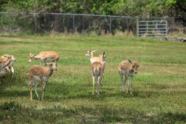 Grupo de gacelas en el parque — Foto de Stock