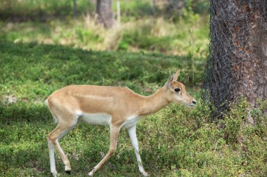 Young Female Gazelle in  the Park