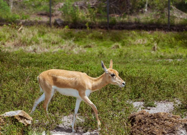 Jonge vrouwelijke gazelle in het park — Stockfoto