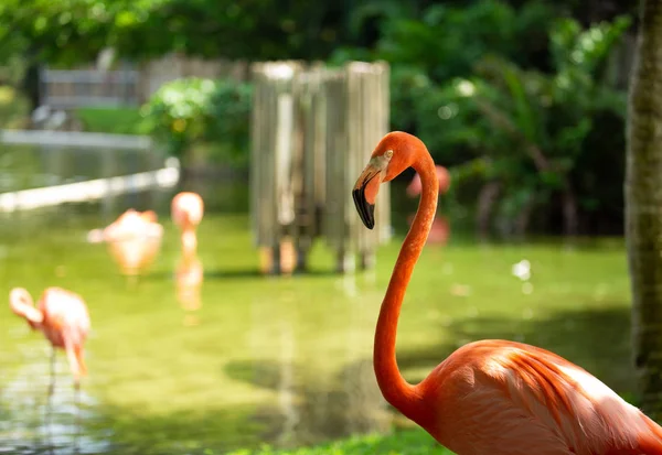 Retrato de um flamingo rosa — Fotografia de Stock