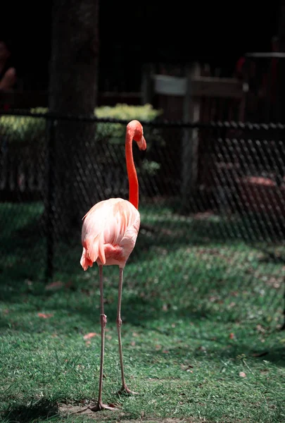 Porträt eines Flamingos im Park. — Stockfoto