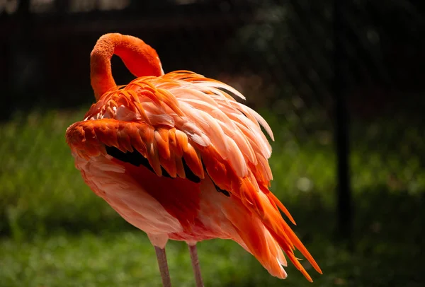 Portrait rapproché d'un flamant rose. — Photo