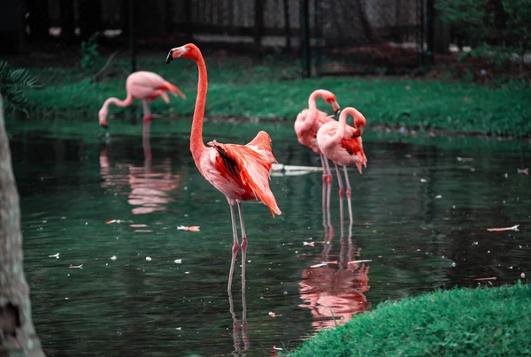 Gyönyörű flamingók állandó a víz tó, Florida. Pink flamingók a parkban. — Stock Fotó
