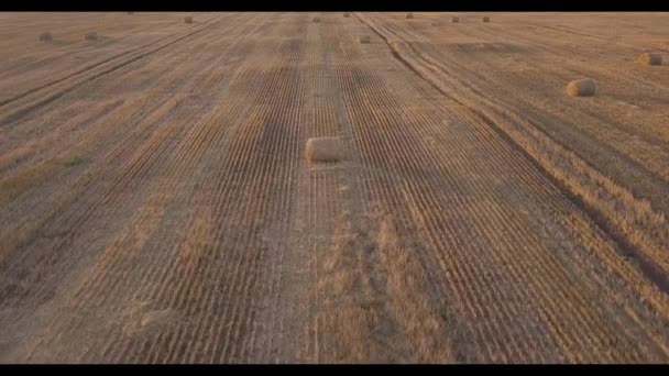 Вид Воздуха Много Haystacks Пшеничном Поле Вид Сверху Пшеничного Поля — стоковое видео