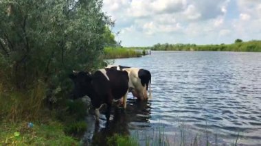 Güneşli Gün'de nehirde veya Su Gölü'nde iki durur. ows sıyrılmış, Bir Arka Plan üzerinde Mavi gökyüzü. Kırsal Konsept