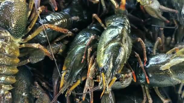 Lot Live Crayfish Preparation Washing Crayfish Cooking — Stock Video