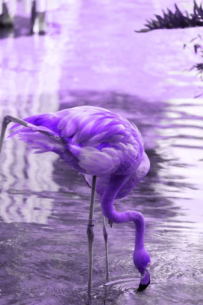 Porträt eines Flamingos, der Wasser aus einem Teich trinkt — Stockfoto