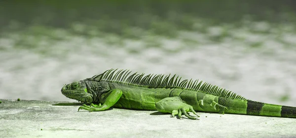 Ігуана Центральноамериканська зелена — стокове фото