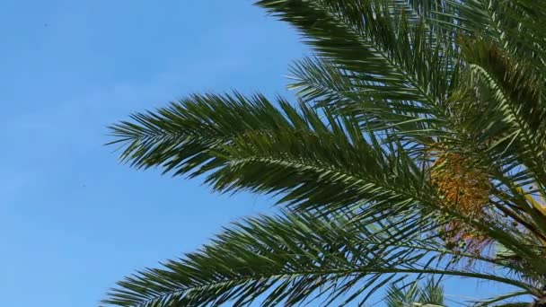棕榈树树枝在移动 背景上的蓝天 热带边 佛罗里达 — 图库视频影像