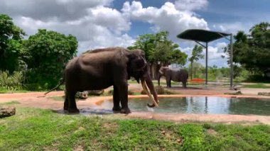 Big Cute Elephant İçecekler Su, döker ve su keyfini çıkarın.