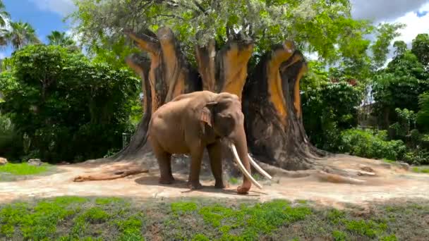 Grande Elefante Africano Mangiare Vicino Bellissimo Albero — Video Stock
