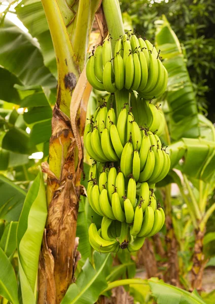 Green Bananas Hanging on Banana Tree. Harvest and Fruit Concept