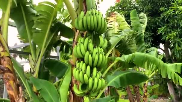 バナナの木にぶら下がる緑のバナナ 収穫と果実のコンセプト — ストック動画