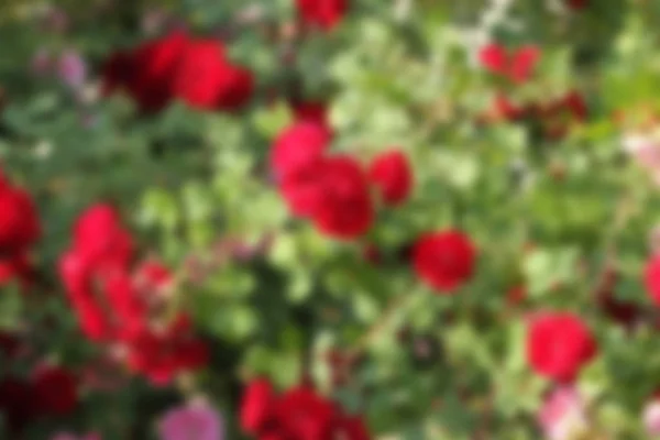 Flowers abstract background with roses , blur style